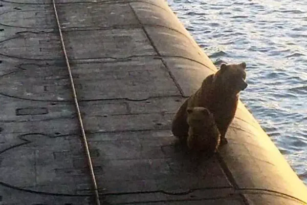 Incident șocant în Rusia. O ursoaică și puiul ei au fost împușcați după ce s-au urcat pe un submarin - VIDEO