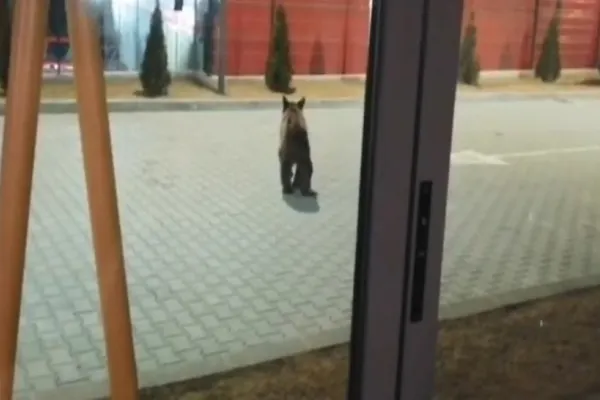 VIDEO Urs ieșit după hrană pe străzile unui oraș harghitean, îndepărtat de jandarmi și polițiști