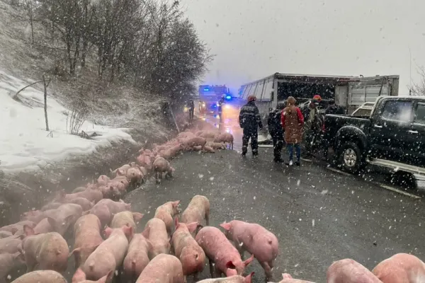 VIDEO Accident teribil în jud. Bistrița-Năsăud. Un camion cu 600 de porci s-a răsturnat, 100 de animale au murit