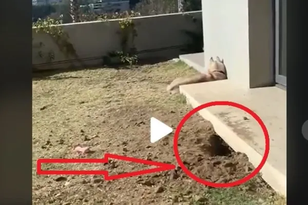 VIDEO – Aparuse o gaura sub casa si se auzeau zgomote ciudate. Proprietarul a inceput sa filmeze si deodata a iesit ceva din interior