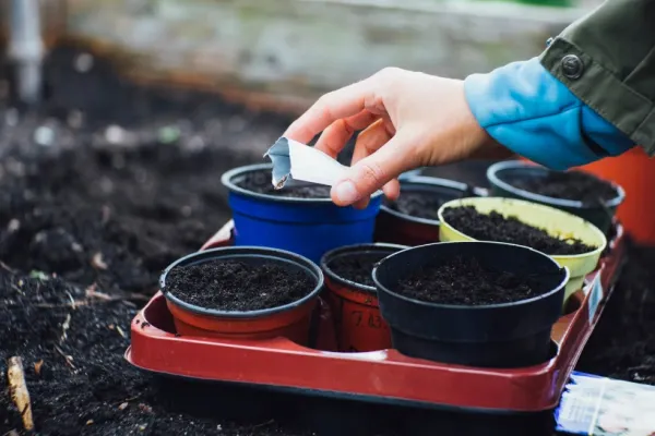Transportul semințelor de legume și flori sau cum este influențată sănătatea plantelor tale de serviciile de transport