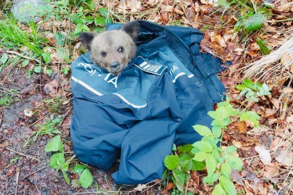 Pui de urs, rănit și abandonat, salvat de polițiștii sibieni