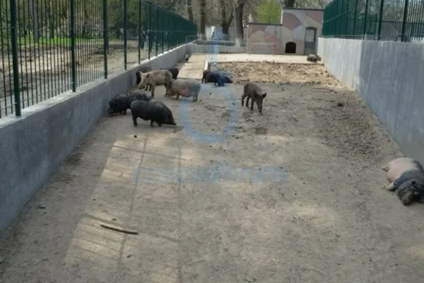 Focar de pestă porcină africană la Grădina Zoologică din Craiova. Câte animale vor fi eutanasiate