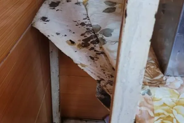FOTO + VIDEO imagini revoltătoare, focar de infecție într-o brutărie din Brașov