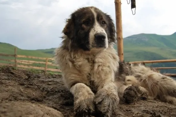 Bărbat găsit MORT pe câmp. Câinii i-au păzit trupul 15 ore, până a fost descoperit