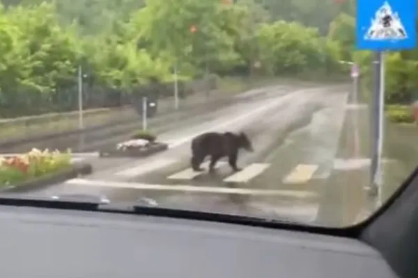 VIDEO | Un urs civilizat. A traversat strada pe la trecerea de pietoni