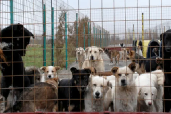 Percheziții la cel mai mare adăpost de animale din județul Giurgiu. Ce au descoperit polițiștii