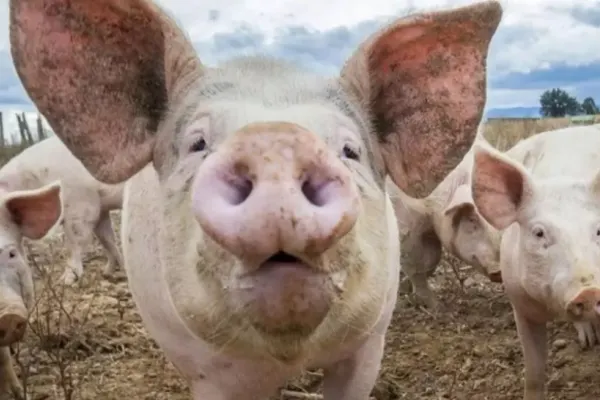 Focar de pestă porcină la o fermă din Timiș. Peste 53.000 de animale vor fi sacrificate