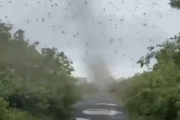 Invazie de țânțari într-un oraș din Italia. S-a cerut stare de urgență. Oamenii sunt exasperați din cauza insectelor