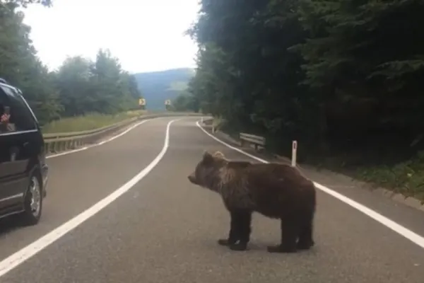 Urs accidentat MORTAL în Prahova: Animalul a fost ridicat de reprezentanţii Gărzii de Mediu