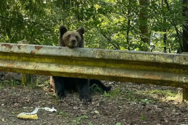 Cu ce sumă a fost AMENDAT un bucureștean după ce a fost prins de jandarmi când hrănea urșii pe Transfăgărășan