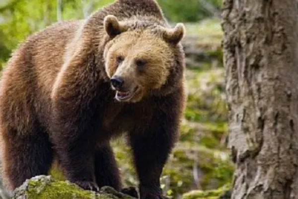 Ursoaică accidentată mortal de o mașină, în județul Harhita