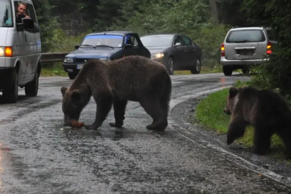 Autoritățile locale din Harghita și Covasna sunt disperate de urșii care ucid zeci de animale şi atacă oameni și cer ajutorul Guvernului