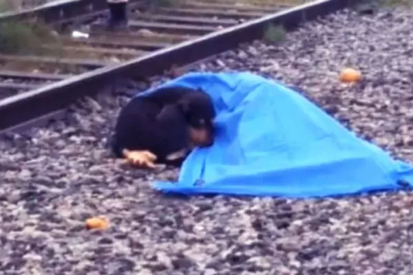 Povestea cățelușei care refuză să părăsească trupul stăpânei lovite mortal de tren. Fotografia care a înduioșat o lume întreagă