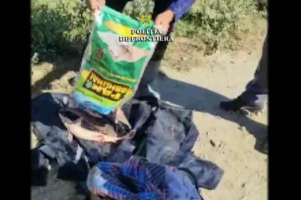 Sturioni capturați ilegal, aruncați din mașină la vederea polițiștilor, în Tulcea