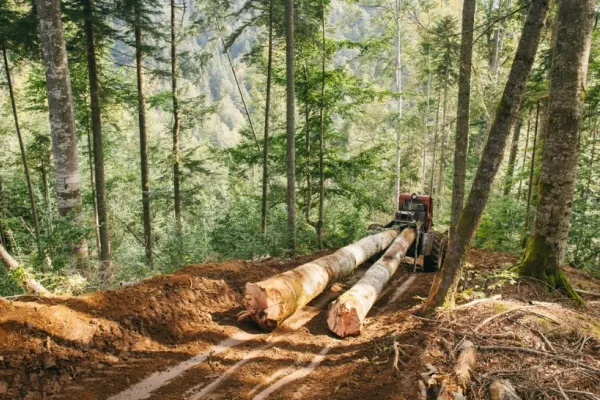 Jurnaliștii și activistul de mediu BĂTUȚI în timp ce filmau în pădure, mărturii la Guvern - Promisiunea lui Florin Cîțu