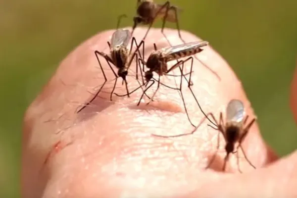 Numărul cazurilor de infecţie cu virusul West Nile, în continuă creștere. Anunțul Institutului Naţional de Sănătate Publică
