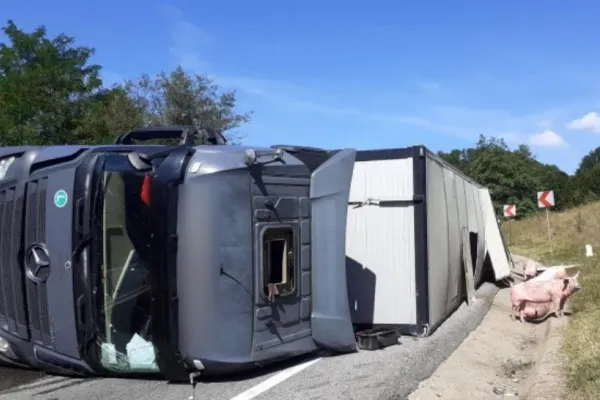 Un TIR plin cu 100 de porci vii, răsturnat în Cluj. Din camion se scurgea carburant