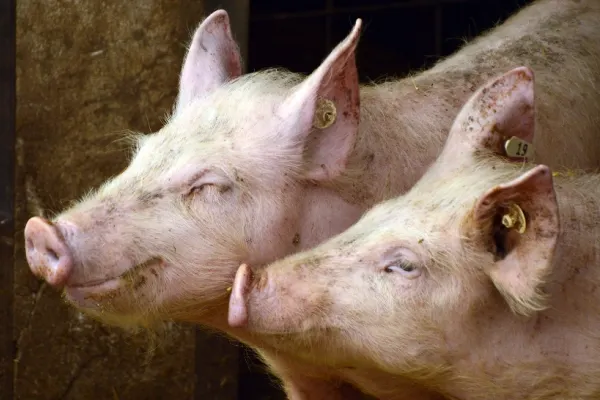 Focar de pestă porcină africană în Botoşani. Ce au decis autoritățile