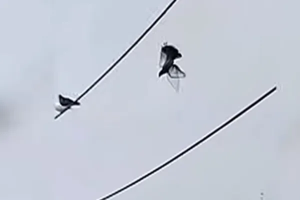 VIDEO | Un porumbel care a atârnat 12 ore pe un cablu, salvat cu o dronă. Polițiștii au prins de ea un cuțit