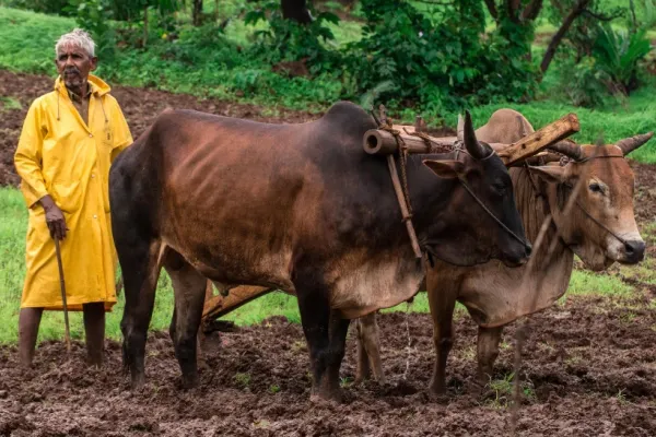 Ciocniri VIOLENTE între agricultori și reprezentanții Guvernului, la o manifestație, în India. 8 persoane și-au pierdut viața