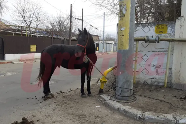 Cal abandonat pe străzile din Bârlad, salvat de polițiști și de jurnaliști