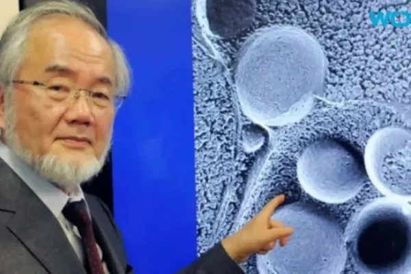 Dieta japonezului laureat al premiului Nobel: scazi rapid în greutate şi te ajută la regenerarea celulară