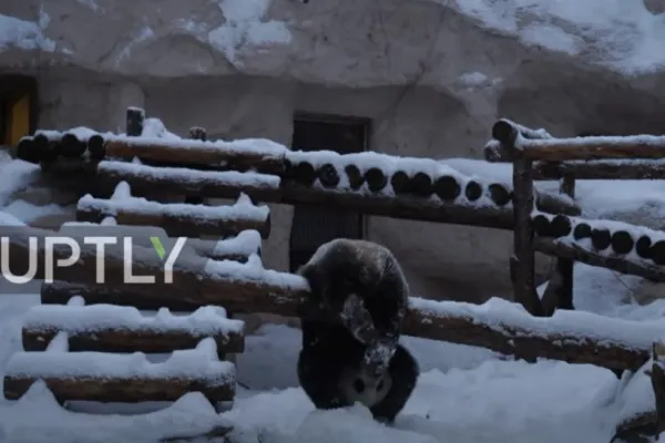 Cum se BUCURĂ un urs panda de la o Grădină Zoologică din Moscova de zăpadă. Imaginile, VIRALE pe internet
