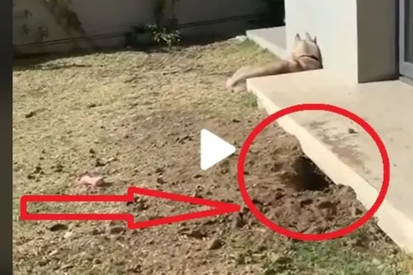 VIDEO – Aparuse o gaura sub casa si se auzeau zgomote ciudate. Proprietarul a inceput sa filmeze si deodata a iesit ceva din interior