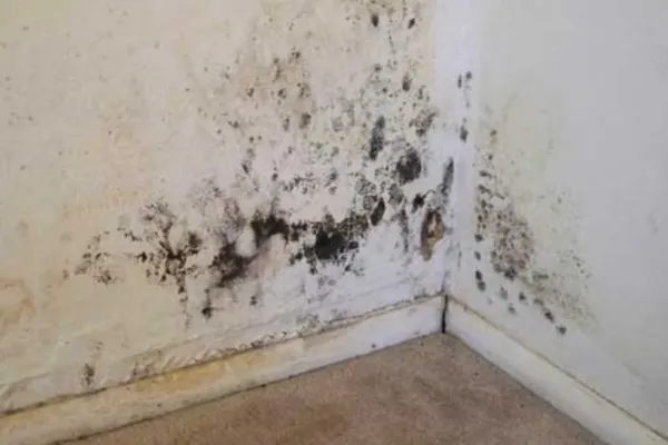 Cum îndepărtezi rapid petele de mucegai de pe pereții locuinței? Sfaturi utile pentru ca sănătatea ta și a celor dragi să nu aibă de suferit