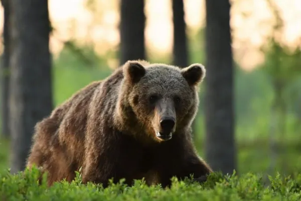 Guvernul dă liber la împușcarea urșilor