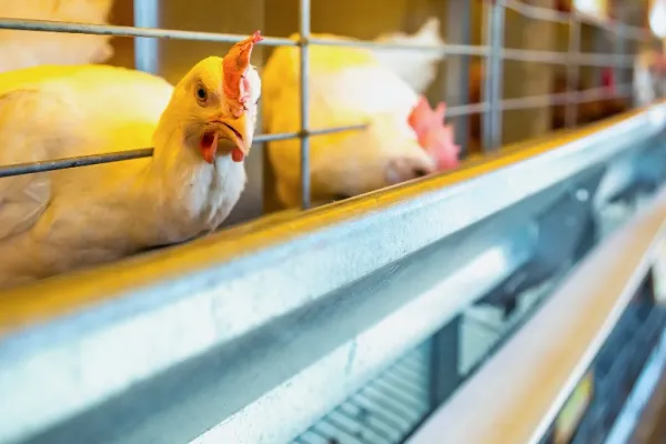 Bani de la Guvern pentru fermieri. Cât ar putea primi crescătorii de animale