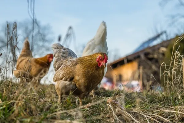 Alertă sanitară, în România: tot mai multe focare de gripă aviară