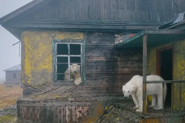VIDEO | În Rusia, o stație meteo abandonată a devenit casă pentru mai mulți urși polari. Imaginile sunt desprinse din povești
