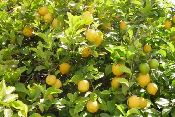 Ce alimente te fac să arăți mai tânăr. Acestea se găsesc în frigiderul celor mai mulți români