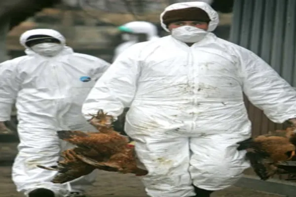 FOCAR de gripă aviară într-o gospodărie din Țăndărei: aproximativ 50 de păsări au murit, alte 16 au fost ucise