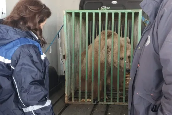 FOTO | Ursoaică de la un circ din Ucraina, salvată din calea războiului. Ea va ajunge la rezervația din Zărnești