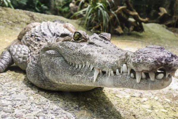 Accident cumplit în SUA. Un bărbat a murit după ce a dat cu mașina peste un aligator
