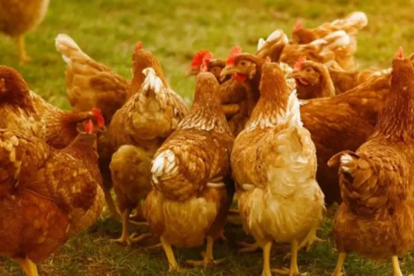 FOCAR uriaș de gripă aviară la o fermă din Giurgiu - 33 de MII de păsări eutanasiate prin gazare
