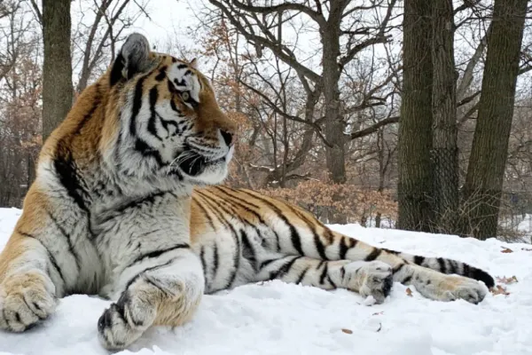Putin a murit, anunță agenția de presă Unian din Ucraina: "E vorba de un alt animal" - Cum e prezentată știrea despre decesul unui tigru de la zoo