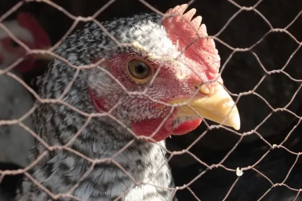 Focar de gripă aviară într-un județ din România: medicii veterinari sunt în alertă maximă