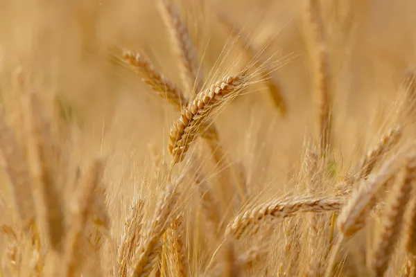 Ucraina acuză Rusia că a furat „câteva sute de mii de tone” de cereale din zonele ocupate
