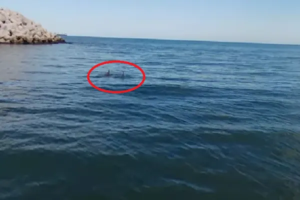 DEZASTRU ECOLOGIC provocat de războiul din Ucraina: zeci de delfini MORȚI în Marea Neagră