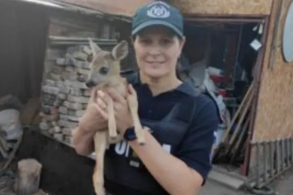 Un pui de căprioară a fost salvat de polițiști