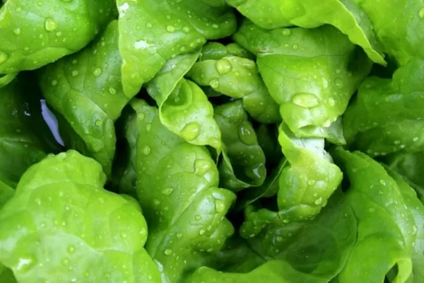 Salata verde este mai periculoasă pentru sănătate decât carnea de porc. Dacă observi ASTA, evită consumul!