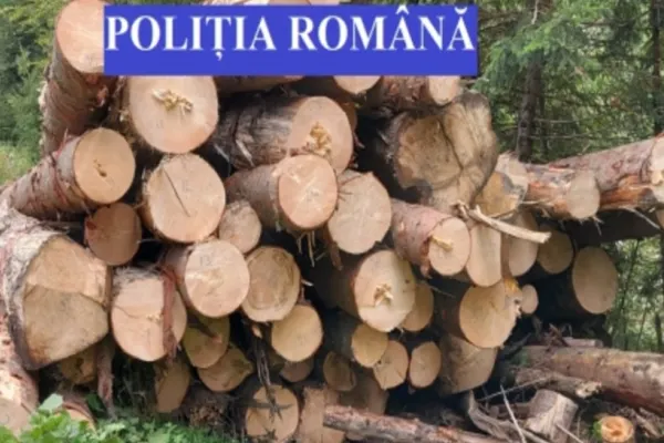 Material lemnos în valoare de peste 15.000 de lei, confiscat de polițiști, în Dâmboviţa