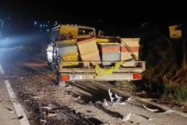 Accident în Botoșani, polițiștii au fost ATACAȚI de albine - FOTO + VIDEO