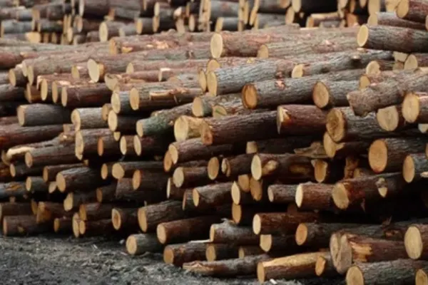 Sprijin pentru lemne la iarnă - Subvenţie de 150 de lei pentru fiecare metru cub! Planul Guvernului