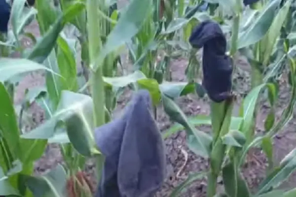 "Soluția" inedită găsită de un fermier buzoian pentru a-și PROTEJA porumbul de atacul ciorilor şi al graurilor - VIDEO