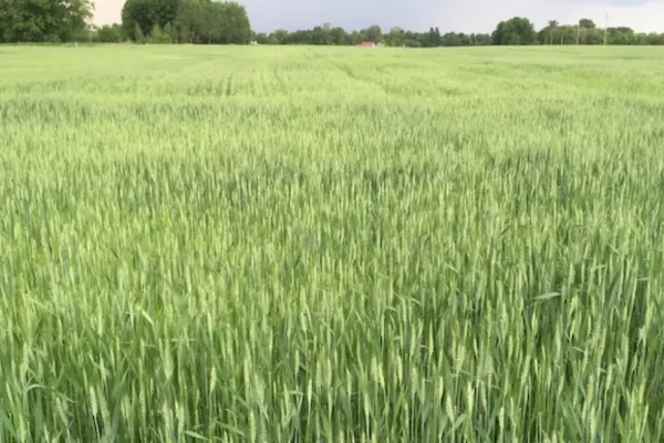 Criza alimentară globală se va agrava - NASA: Rusia controlează 22% din terenurile agricole din Ucraina, după 4 luni de război - HARTA